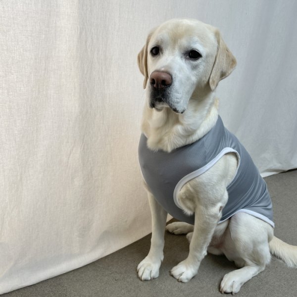 画像11: 犬 服 大型 犬服 接触 冷感 ひんやりクール ベスト スポーツ S M L XL  2XL 3XL 4XL 5XL 6XL 小型 犬 中型犬 大型犬 タンク トップ 熱中症対策 doggystar ドッギースター  即日発送出来ます (11)