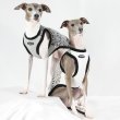 画像29: イタグレ服 S M L XL 2XL 3XL ヒョウ柄 タンクトップ Tシャツ レオパード 小型犬 中型犬 大型犬 春 夏服 doggystar ドッギースター 即日発送できます (29)