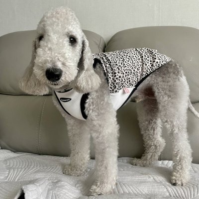 画像2: イタグレ服 S M L XL 2XL 3XL ヒョウ柄 タンクトップ Tシャツ レオパード 小型犬 中型犬 大型犬 春 夏服 doggystar ドッギースター 即日発送できます