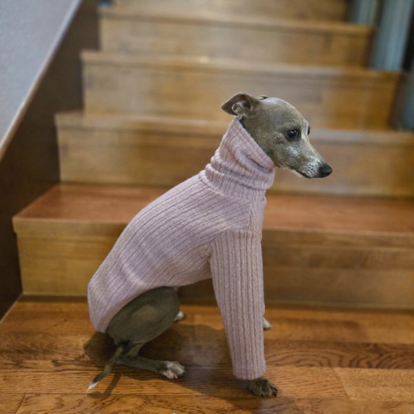 画像14: イタグレ服 無地ニットTシャツ S M L XL 2XL 3XL 小型犬 中型犬 春夏秋冬室内着 インナー doggystar ドッギースター 即日発送出来ます (14)