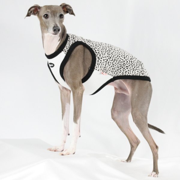 画像28: イタグレ服 S M L XL 2XL 3XL ヒョウ柄 タンクトップ Tシャツ レオパード 小型犬 中型犬 大型犬 春 夏服 doggystar ドッギースター 即日発送できます (28)