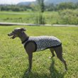 画像27: イタグレ服 S M L XL 2XL 3XL ヒョウ柄 タンクトップ Tシャツ レオパード 小型犬 中型犬 大型犬 春 夏服 doggystar ドッギースター 即日発送できます (27)