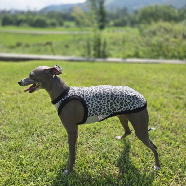 画像27: イタグレ服 S M L XL 2XL 3XL ヒョウ柄 タンクトップ Tシャツ レオパード 小型犬 中型犬 大型犬 春 夏服 doggystar ドッギースター 即日発送できます (27)