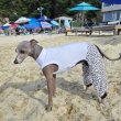 画像23: イタグレ服 S M L XL 2XL 3XL ヒョウ柄 ロンパース つなぎ レオパードゆったり ジョガーパンツ 小型犬 中型犬 大型犬 春夏 doggystar ドッギースター 即日発送できます (23)