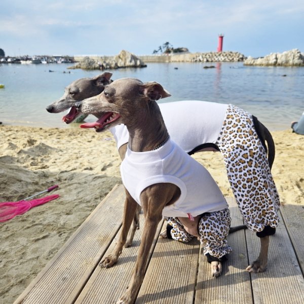 画像24: イタグレ服 S M L XL 2XL 3XL ヒョウ柄 ロンパース つなぎ レオパードゆったり ジョガーパンツ 小型犬 中型犬 大型犬 春夏 doggystar ドッギースター 即日発送できます (24)