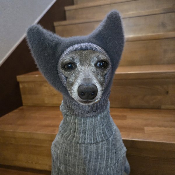 画像24: イタグレ帽子 S  L 小型犬 中型犬 秋冬 耳付き ニットキャップ ビニー帽 ほっかむり帽子（服は含まれません）doggystar ドッギースター即日発送出来ます。 (24)