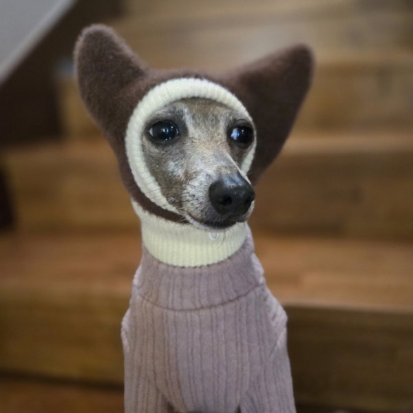 画像13: イタグレ帽子 S  L 小型犬 中型犬 秋冬 耳付き ニットキャップ ビニー帽 ほっかむり帽子（服は含まれません）doggystar ドッギースター即日発送出来ます。 (13)