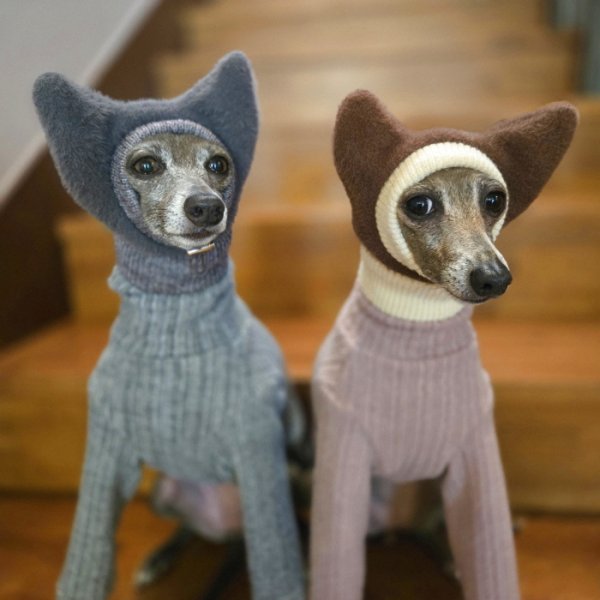 画像1: イタグレ帽子 S  L 小型犬 中型犬 秋冬 耳付き ニットキャップ ビニー帽 ほっかむり帽子（服は含まれません）doggystar ドッギースター9/8より発送致します (1)