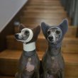 画像28: イタグレ帽子 S  L 小型犬 中型犬 秋冬 耳付き ニットキャップ ビニー帽 ほっかむり帽子（服は含まれません）doggystar ドッギースター9/8より発送致します (28)