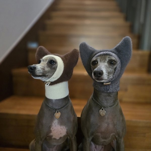 画像29: イタグレ帽子 S  L 小型犬 中型犬 秋冬 耳付き ニットキャップ ビニー帽 ほっかむり帽子（服は含まれません）doggystar ドッギースター即日発送出来ます。 (29)