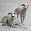画像1: イタグレ服 S M L XL 2XL 3XL ピーチ 無地 長袖 ロンパース つなぎ 小型犬 中型犬 大型犬 春  秋 冬 doggystar ドッギースター 10/14より発送出来ます (1)