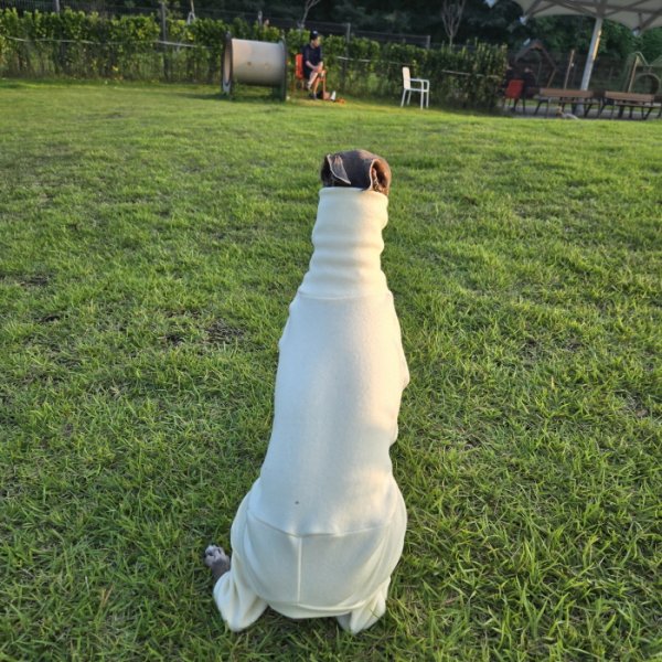 画像10: イタグレ服 S M L XL 2XL 3XL ピーチ 無地 長袖 ロンパース つなぎ 小型犬 中型犬 大型犬 春  秋 冬 doggystar ドッギースター 即日発送出来ます (10)