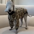 画像13: イタグレ服 S M L XL 2XL 3XL ファスナー 長袖 ファージャンパー 小型犬 中型犬 大型犬 秋 冬服 doggystar ドッギースター 即日発送出来ます (13)