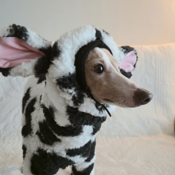 画像10: イタグレ服 S M L XL 2XL 3XL ウシさん フリース ロンパース つなぎ 小型犬 中型犬 大型犬 冬服 韓国犬服 doggystar ドッギースター 1/15より致します (10)