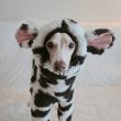 画像9: イタグレ服 S M L XL 2XL 3XL ウシさん フリース ロンパース つなぎ 小型犬 中型犬 大型犬 冬服 韓国犬服 doggystar ドッギースター 1/15より致します (9)
