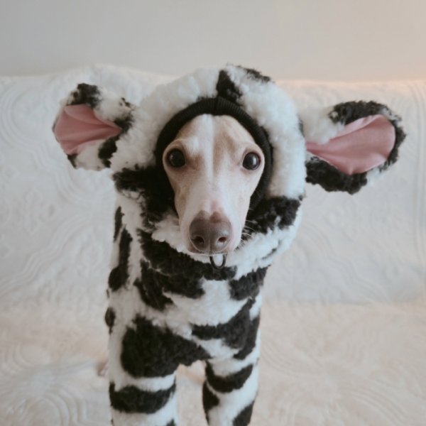 画像9: イタグレ服 S M L XL 2XL 3XL ウシさん フリース ロンパース つなぎ 小型犬 中型犬 大型犬 冬服 韓国犬服 doggystar ドッギースター 1/15より致します (9)