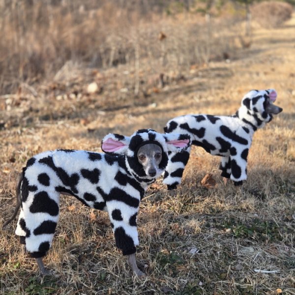 画像17: イタグレ服 S M L XL 2XL 3XL ウシさん フリース ロンパース つなぎ 小型犬 中型犬 大型犬 冬服 韓国犬服 doggystar ドッギースター 即日発送出来ます (17)