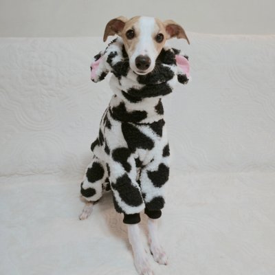 画像3: イタグレ服 S M L XL 2XL 3XL ウシさん フリース ロンパース つなぎ 小型犬 中型犬 大型犬 冬服 韓国犬服 doggystar ドッギースター 即日発送出来ます