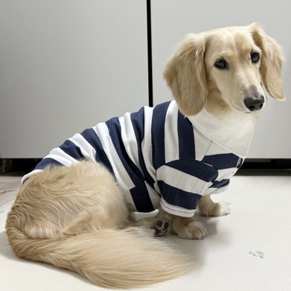 画像6: ダックスフンド 服 ラガー半袖Ｔシャツ 小型犬 中型犬 S M L XL 春夏秋冬 ダックス おしゃれ 犬 洋服 doggystar ドッギースター 即日発送致します (6)