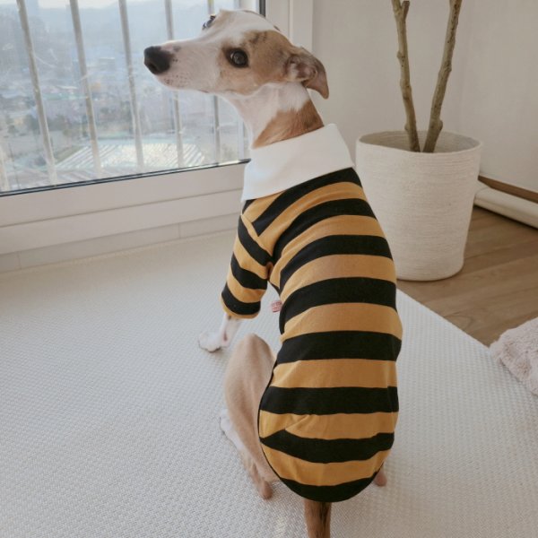 画像23: イタグレ服 S M L XL 2XL 3XL ラガー 半袖 Tシャツ  小型犬 中型犬 大型犬 春 秋 冬 犬服 doggystar ドッギースター 即日出荷出来ます (23)