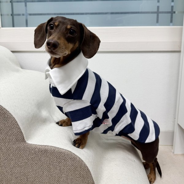 画像4: ダックスフンド 服 ラガー半袖Ｔシャツ 小型犬 中型犬 S M L XL 春夏秋冬 ダックス おしゃれ 犬 洋服 doggystar ドッギースター 即日発送致します (4)