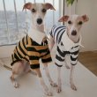 画像21: イタグレ服 S M L XL 2XL 3XL ラガー 半袖 Tシャツ  小型犬 中型犬 大型犬 春 秋 冬 犬服 doggystar ドッギースター 即日出荷出来ます (21)