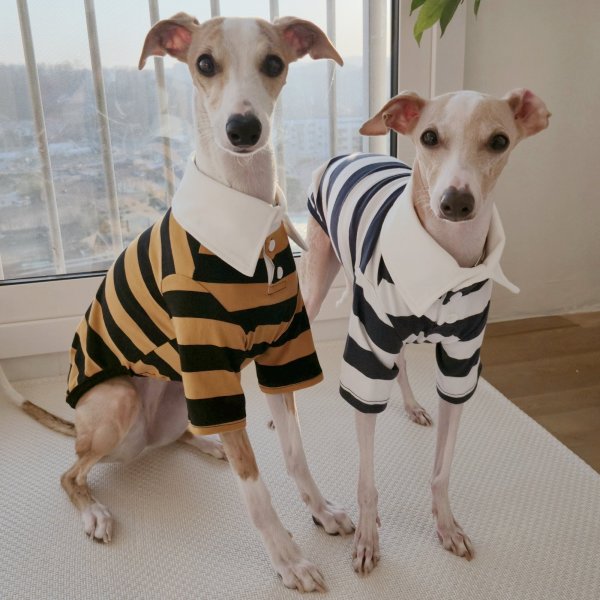 画像21: イタグレ服 S M L XL 2XL 3XL ラガー 半袖 Tシャツ  小型犬 中型犬 大型犬 春 秋 冬 犬服 doggystar ドッギースター 即日出荷出来ます (21)