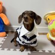 画像5: ダックスフンド 服 ラガー半袖Ｔシャツ 小型犬 中型犬 S M L XL 春夏秋冬 ダックス おしゃれ 犬 洋服 doggystar ドッギースター 即日発送致します (5)