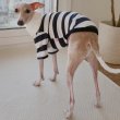 画像13: イタグレ服 S M L XL 2XL 3XL ラガー 半袖 Tシャツ  小型犬 中型犬 大型犬 春 秋 冬 犬服 doggystar ドッギースター 即日出荷出来ます (13)