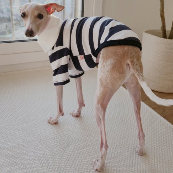 画像13: イタグレ服 S M L XL 2XL 3XL ラガー 半袖 Tシャツ  小型犬 中型犬 大型犬 春 秋 冬 犬服 doggystar ドッギースター 即日出荷出来ます (13)