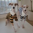 画像42: イタグレ服 S M L XL 2XL 3XL ラガー 半袖 Tシャツ  小型犬 中型犬 大型犬 春 秋 冬 犬服 doggystar ドッギースター 即日出荷出来ます (42)