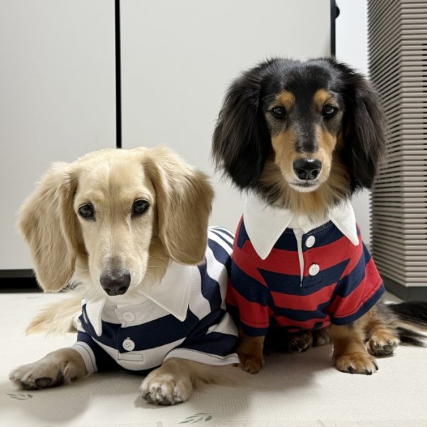 画像30: ダックスフンド 服 ラガー半袖Ｔシャツ 小型犬 中型犬 S M L XL 春夏秋冬 ダックス おしゃれ 犬 洋服 doggystar ドッギースター 即日発送致します (30)