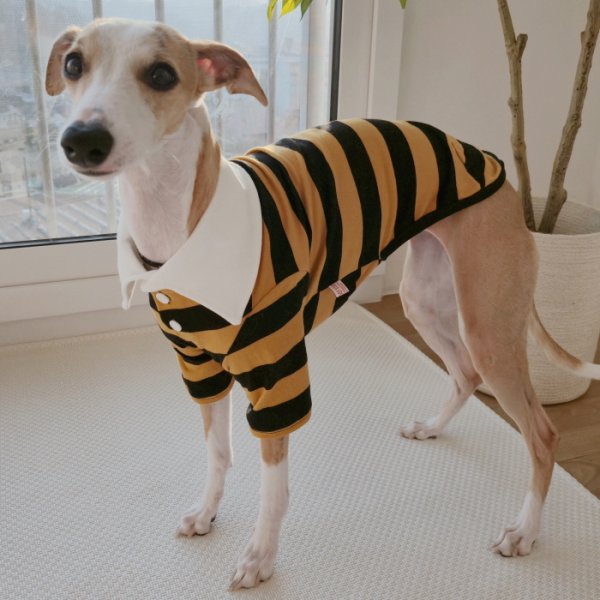 画像22: イタグレ服 S M L XL 2XL 3XL ラガー 半袖 Tシャツ  小型犬 中型犬 大型犬 春 秋 冬 犬服 doggystar ドッギースター 即日出荷出来ます (22)