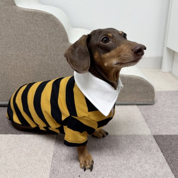 画像19: ダックスフンド 服 ラガー半袖Ｔシャツ 小型犬 中型犬 S M L XL 春夏秋冬 ダックス おしゃれ 犬 洋服 doggystar ドッギースター 即日発送致します (19)