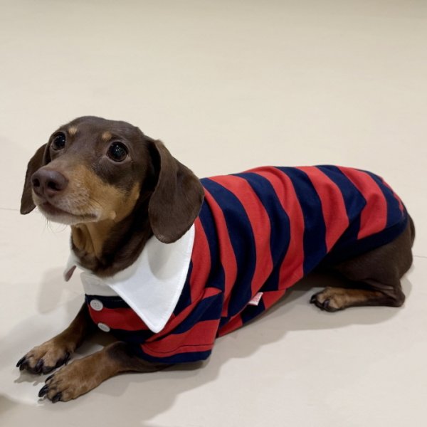 画像13: ダックスフンド 服 ラガー半袖Ｔシャツ 小型犬 中型犬 S M L XL 春夏秋冬 ダックス おしゃれ 犬 洋服 doggystar ドッギースター 即日発送致します (13)