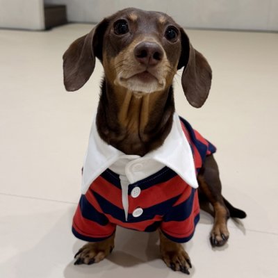 画像1: ダックスフンド 服 ラガー半袖Ｔシャツ 小型犬 中型犬 S M L XL 春夏秋冬 ダックス おしゃれ 犬 洋服 doggystar ドッギースター 即日発送致します