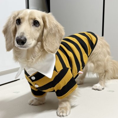 画像2: ダックスフンド 服 ラガー半袖Ｔシャツ 小型犬 中型犬 S M L XL 春夏秋冬 ダックス おしゃれ 犬 洋服 doggystar ドッギースター 即日発送致します