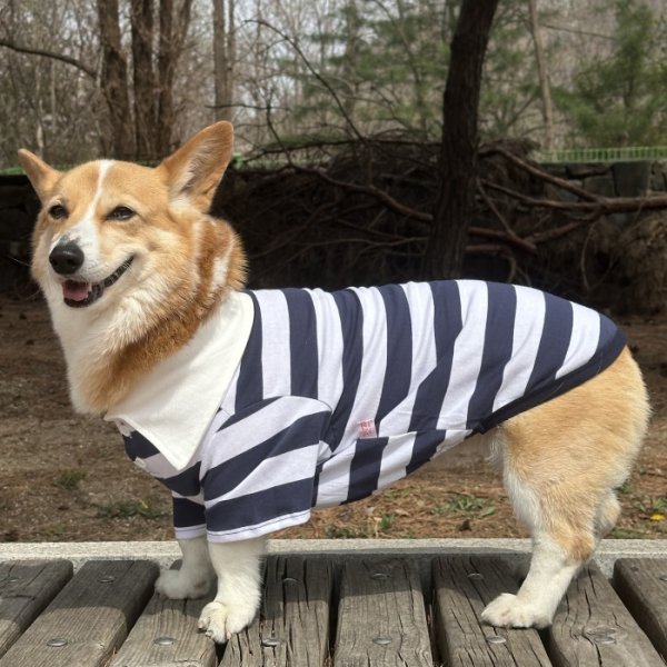 画像1: ウェルシュ コーギー 服 ラガー半袖 Tシャツ 2XL 3XL 4XL 5XL中型犬 大型犬 春夏秋冬 コーギー おしゃれ 犬服 doggystar ドッギースター 即日発送致します (1)