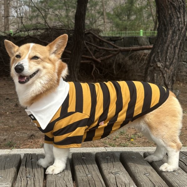 画像23: ウェルシュ コーギー 服 ラガー半袖 Tシャツ 2XL 3XL 4XL 5XL中型犬 大型犬 春夏秋冬 コーギー おしゃれ 犬服 doggystar ドッギースター 即日発送致します (23)