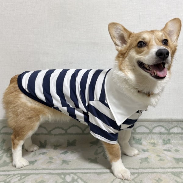 画像5: ウェルシュ コーギー 服 ラガー半袖 Tシャツ 2XL 3XL 4XL 5XL中型犬 大型犬 春夏秋冬 コーギー おしゃれ 犬服 doggystar ドッギースター 即日発送致します (5)