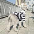 画像9: イタグレ服 S M L XL 2XL 3XL ラガー 半袖 Tシャツ  小型犬 中型犬 大型犬 春 秋 冬 犬服 doggystar ドッギースター 即日出荷出来ます (9)