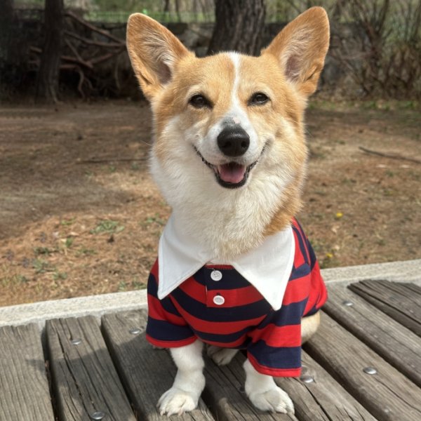 画像17: ウェルシュ コーギー 服 ラガー半袖 Tシャツ 2XL 3XL 4XL 5XL中型犬 大型犬 春夏秋冬 コーギー おしゃれ 犬服 doggystar ドッギースター 即日発送致します (17)