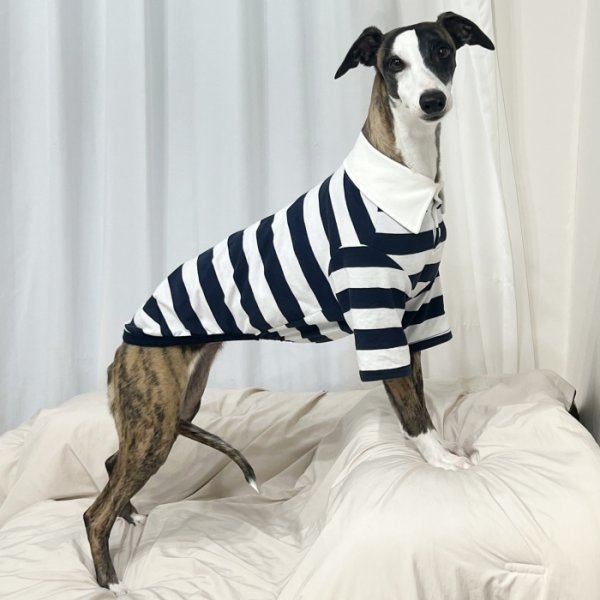 画像15: イタグレ服 S M L XL 2XL 3XL ラガー 半袖 Tシャツ  小型犬 中型犬 大型犬 春 秋 冬 犬服 doggystar ドッギースター 即日出荷出来ます (15)