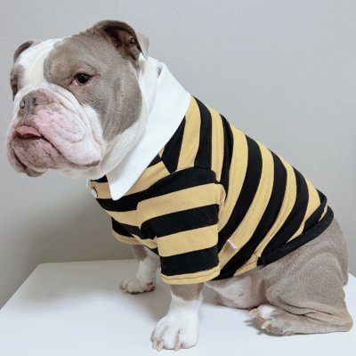 画像3: フレブル 服 フレンチブルドッグ ラガー半袖Tシャツ 春夏秋冬 L XL 2XL 3XL 4XL 5XL イングリッシュブルドッグ  パグ ペット服 犬服 フレブル  即日発送致します