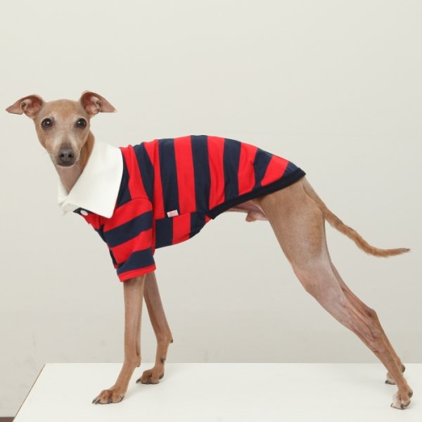 画像31: イタグレ服 S M L XL 2XL 3XL ラガー 半袖 Tシャツ  小型犬 中型犬 大型犬 春 秋 冬 犬服 doggystar ドッギースター 即日出荷出来ます (31)