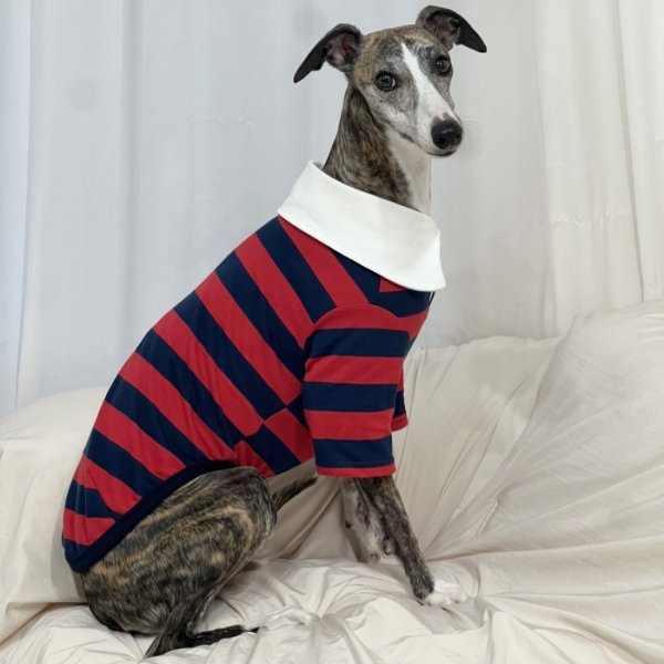 画像36: イタグレ服 S M L XL 2XL 3XL ラガー 半袖 Tシャツ  小型犬 中型犬 大型犬 春 秋 冬 犬服 doggystar ドッギースター 即日出荷出来ます (36)