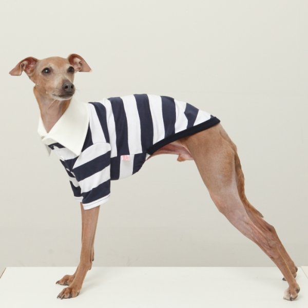 画像4: イタグレ服 S M L XL 2XL 3XL ラガー 半袖 Tシャツ  小型犬 中型犬 大型犬 春 秋 冬 犬服 doggystar ドッギースター 即日出荷出来ます (4)