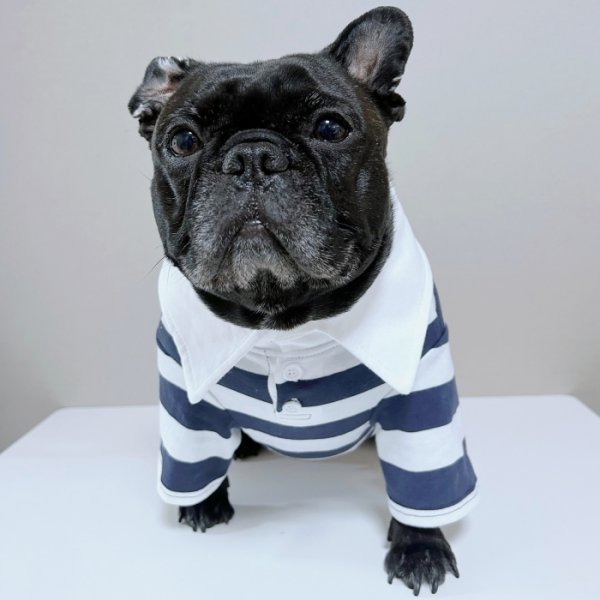 画像15: フレブル 服 フレンチブルドッグ ラガー半袖Tシャツ 春夏秋冬 L XL 2XL 3XL 4XL 5XL イングリッシュブルドッグ  パグ ペット服 犬服 フレブル  即日発送致します (15)