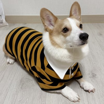 画像3: ウェルシュ コーギー 服 ラガー半袖 Tシャツ 2XL 3XL 4XL 5XL中型犬 大型犬 春夏秋冬 コーギー おしゃれ 犬服 doggystar ドッギースター 即日発送致します