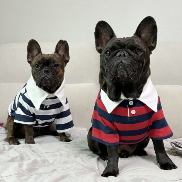 画像29: フレブル 服 フレンチブルドッグ ラガー半袖Tシャツ 春夏秋冬 L XL 2XL 3XL 4XL 5XL イングリッシュブルドッグ  パグ ペット服 犬服 フレブル  即日発送致します (29)